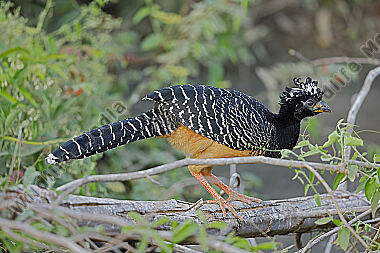 Nacktgesichthokko Weibchen