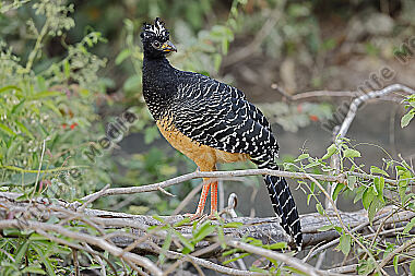 Nacktgesichthokko Weibchen