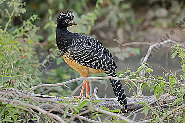 Nacktgesichthokko Weibchen