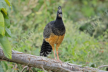 Nacktgesichthokko Weibchen