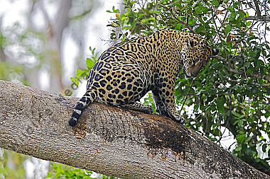 Jaguar