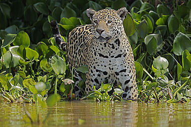 Jaguar
