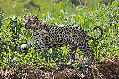 Jaguar