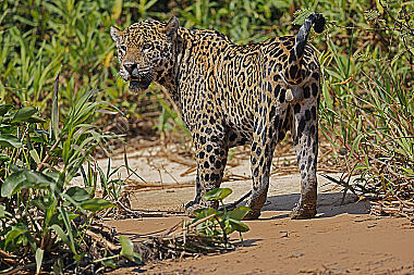 Jaguar
