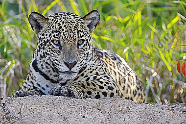 Jaguar