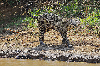 Jaguar