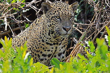 Jaguar