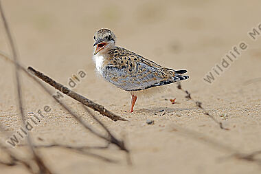 Amazonasseeschwalbe Jungvogel