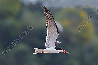 Amerikascherenschnabel