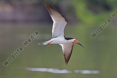 Amerikascherenschnabel