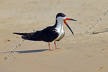 Amerikascherenschnabel