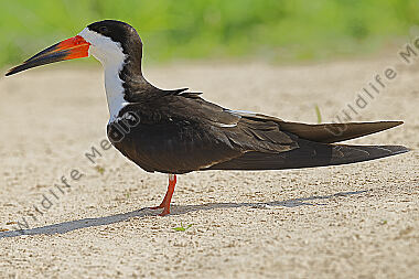 Amerikascherenschnabel