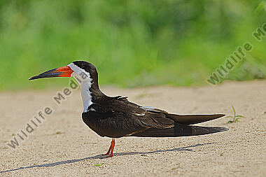 Amerikascherenschnabel