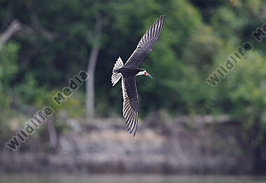 Amerikascherenschnabel