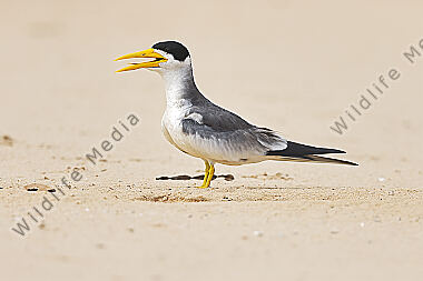 Großschnabel-Seeschwalbe