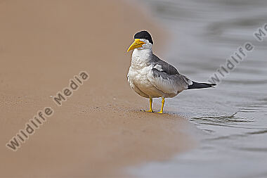 Großschnabel-Seeschwalbe