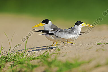 Großschnabel-Seeschwalbe