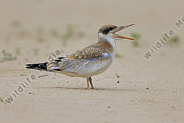 Großschnabel-Seeschwalbe Jungvogel