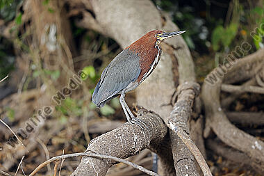 Marmorreiher Altvogel