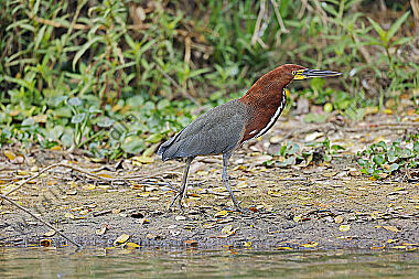 Marmorreiher Altvogel