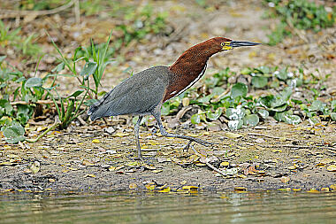 Marmorreiher Altvogel