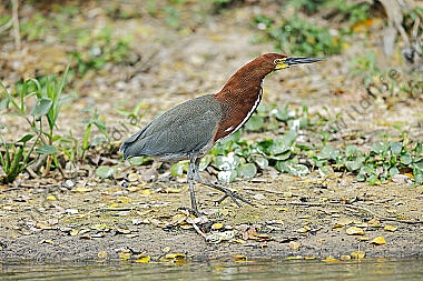 Marmorreiher Altvogel