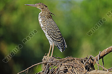Marmorreiher Jungvogel