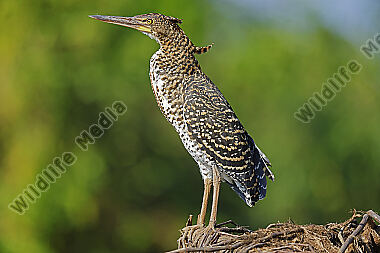 Marmorreiher Jungvogel