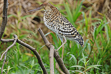 Marmorreiher Jungvogel