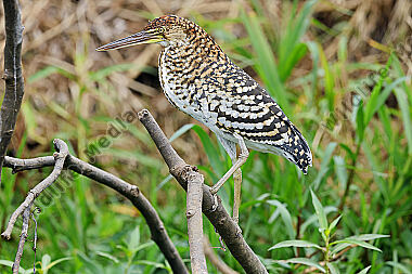 Marmorreiher Jungvogel