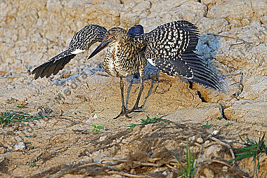 Marmorreiher Jungvogel