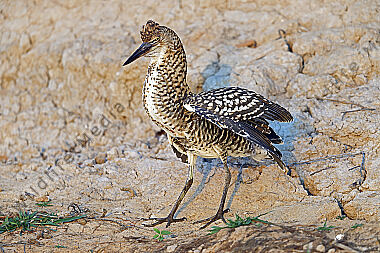 Marmorreiher Jungvogel