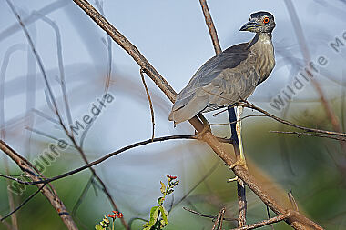Nachtreiher Pantanal
