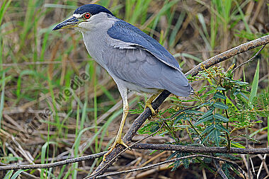 Nachtreiher Pantanal