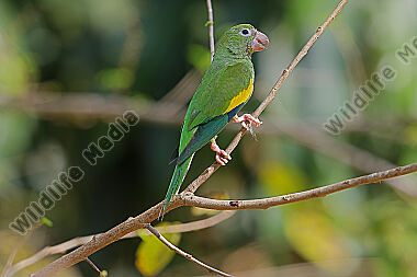 Gelbflügelsittich