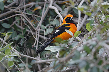 Orangerückentrupial