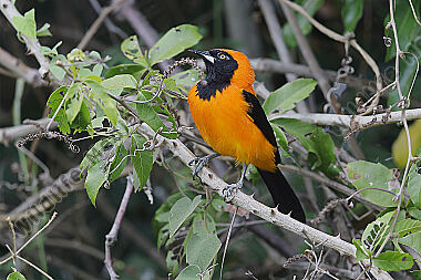 Orangerückentrupial