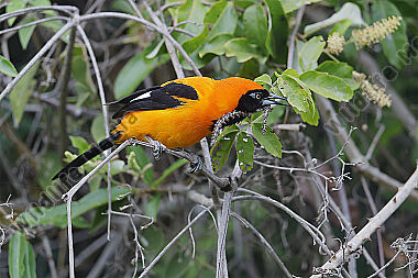 Orangerückentrupial