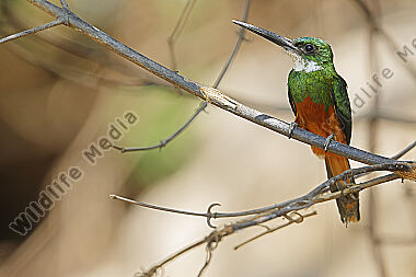 Rotschwanz-Glanzvogel