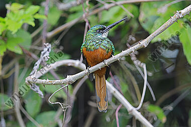 Rotschwanz-Glanzvogel