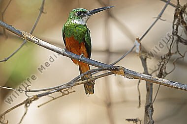 Rotschwanz-Glanzvogel