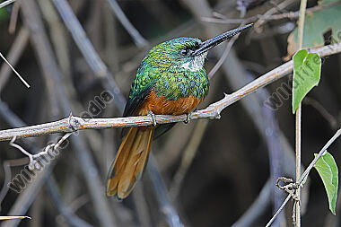 Rotschwanz-Glanzvogel