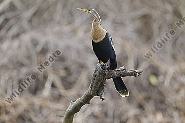 Amerikanischer Schlangenhalsvogel