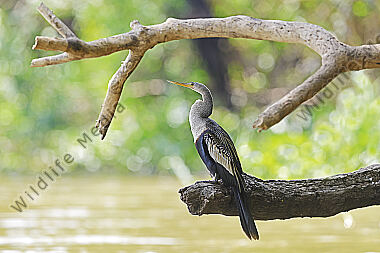 Amerikanischer Schlangenhalsvogel