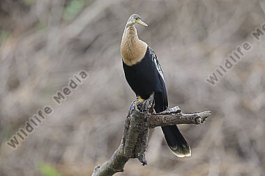 Amerikanischer Schlangenhalsvogel