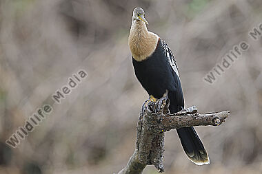 Amerikanischer Schlangenhalsvogel