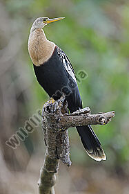 Amerikanischer Schlangenhalsvogel