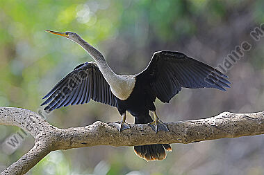 Amerikanischer Schlangenhalsvogel