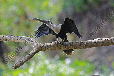 Amerikanischer Schlangenhalsvogel
