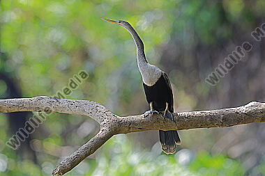 Amerikanischer Schlangenhalsvogel